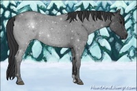Horse Color:Blue Roan 