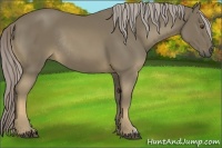 Horse Color:Chocolate Palomino Rabicano