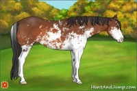 Horse Color:Bay Sabino 