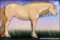 Horse Color:Gold Champagne 