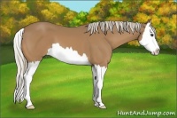 Horse Color:Palomino Splash