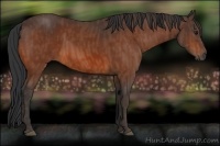 Horse Color:Bay  Brindle