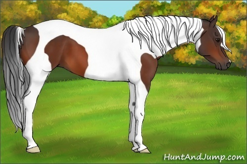 Horse Color:Bay Tobiano 