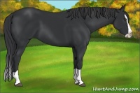Horse Color:Black Splash 