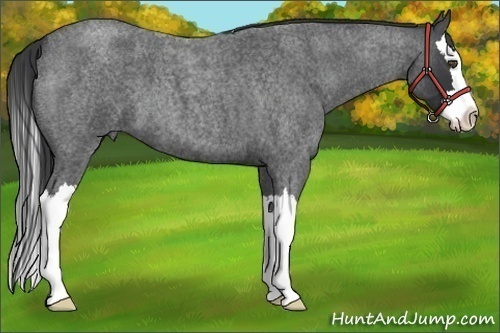 Horse Color:Blue Roan Splash 