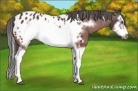 Horse Color:Bay Splash Frame Appaloosa 