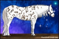 Horse Color:Chocolate Palomino Roan Sabino Appaloosa