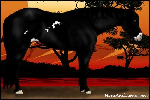 Horse Color:Gray Liver Red Roan Splash Appaloosa 