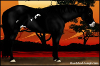 Horse Color:Gray Liver Red Roan Splash Appaloosa 