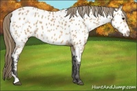 Horse Color:Buckskin Tobiano Appaloosa 