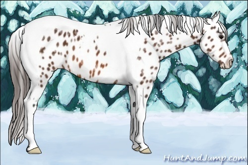 Horse Color:Bay Ice Tobiano Appaloosa 