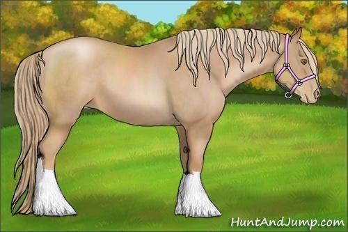 Horse Color:Chestnut Pearl 