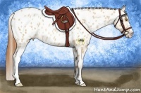 Horse Color:Bay Pearl Dun Sabino Appaloosa 
