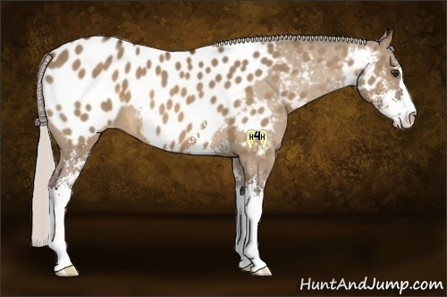 Horse Color:Silver Bay Dun Sabino Appaloosa