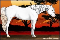 Horse Color:Gold Champagne Appaloosa 