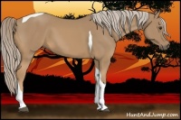 Horse Color:Palomino Tobiano 