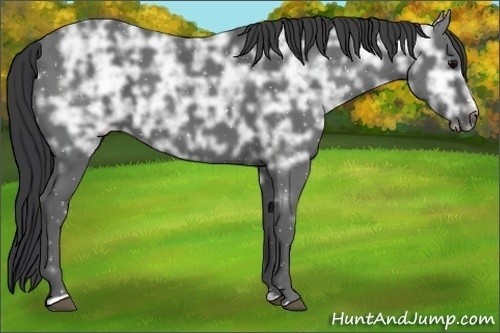 Horse Color:Black Ice Sabino