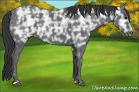 Horse Color:Black Ice Sabino
