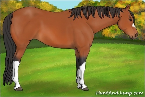 Horse Color:Unknown 