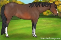 Horse Color:Bay Roan 
