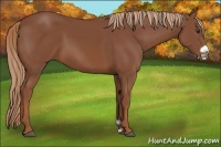 Horse Color:Chestnut Frame