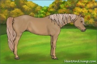 Horse Color:Palomino 