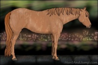 Horse Color:Chestnut Brindle