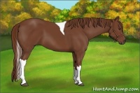 Horse Color:Chestnut Tobiano