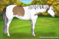Horse Color:Bay Dun Splash Tobiano