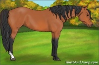 Horse Color:Bay Tobiano 