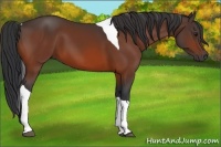 Horse Color:Bay Tobiano 
