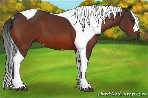 Horse Color:Bay Tobiano
