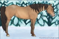 Horse Color:Amber Champagne 