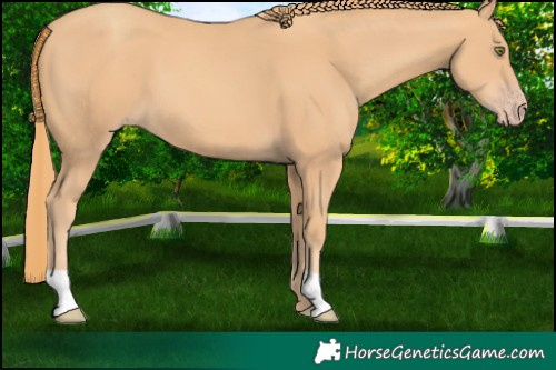 Horse Color:Gold Champagne 