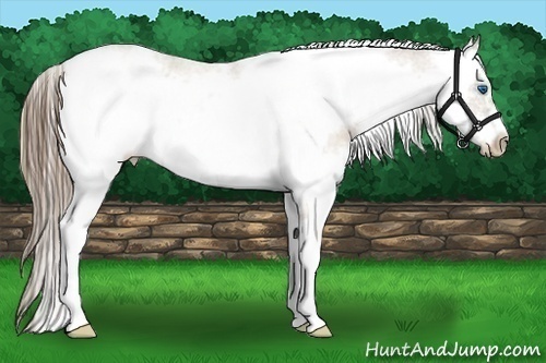 Horse Color:Black Pearl Sabino Frame 