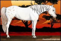 Horse Color:Red Dun Varnish Rabicano