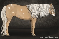 Horse Color:White Spotted Palomino 