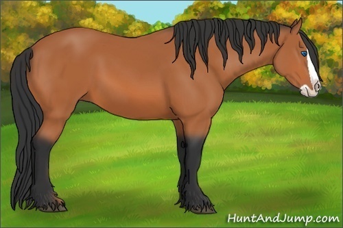 Horse Color:Bay Splash 