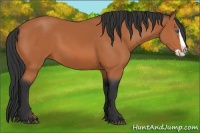 Horse Color:Bay Splash 