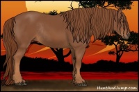 Horse Color:Chestnut Rabicano 