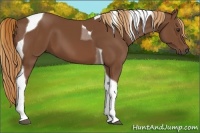 Horse Color:Chestnut Tobiano