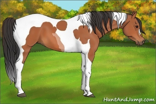 Horse Color:Bay Tobiano 