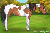 Horse Color:Bay Tobiano 