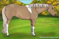Horse Color:Palomino Tobiano 