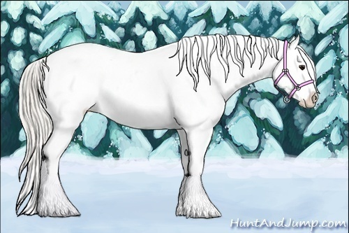 Horse Color:Silver Smoky Black Splash Appaloosa 