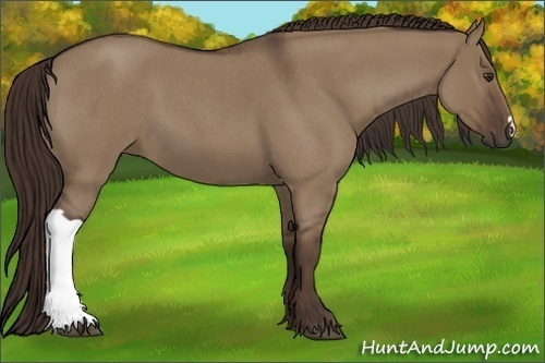 Horse Color:Liver Red Dun Roan 