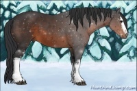 Horse Color:White Spotted Brown 