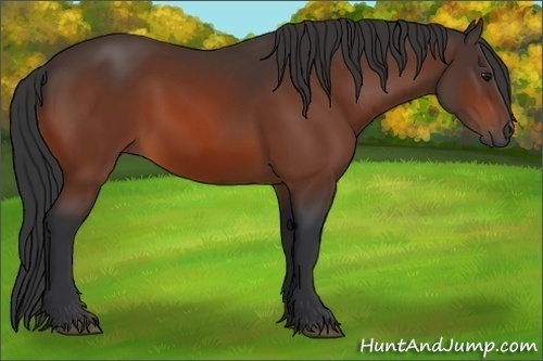 Horse Color:Bay Rabicano