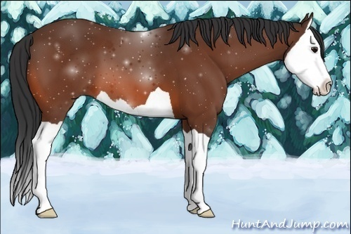 Horse Color:Bay Splash 