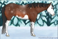 Horse Color:Bay Splash 